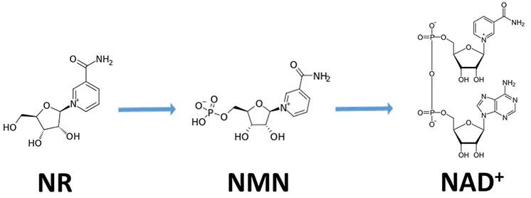 nr-nmn-nad nr-nmn-nad