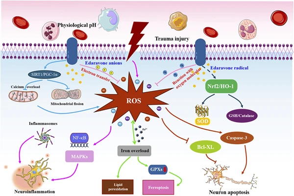 The mechanism of action of Edaravone API Powder
